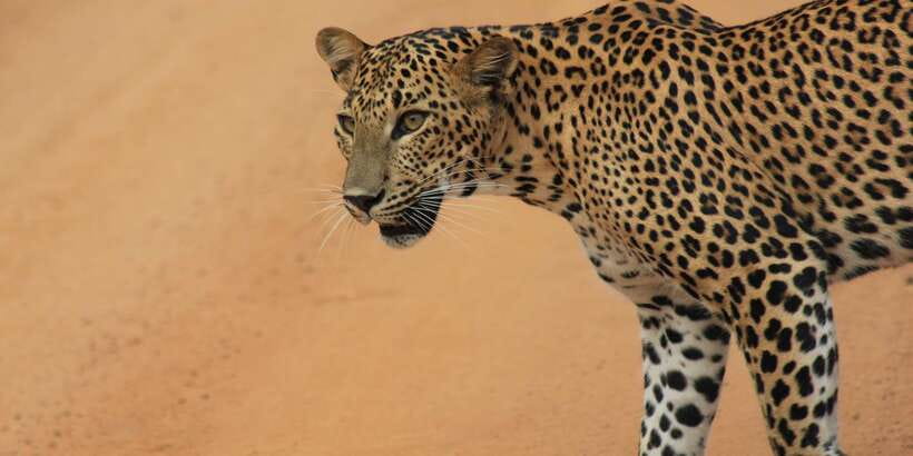 From: Ahungalla/Ambalangoda/Kosgoda/Balapitiya - YALA Safari - Toyota Hilux 4x4 game drives: comfort, views, and animal spotting reality