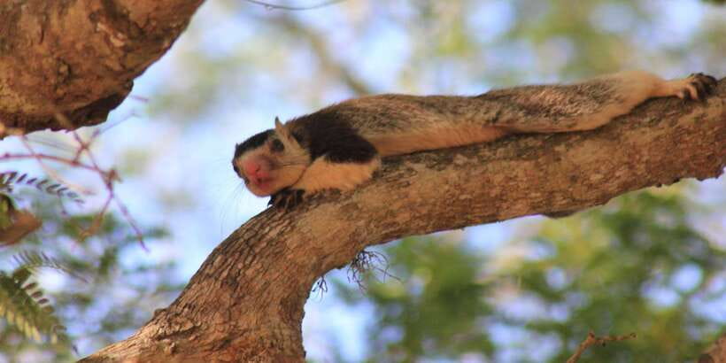 From: Ahungalla/Ambalangoda/Kosgoda/Balapitiya - YALA Safari - The Patanangala break: where the timing actually feels human