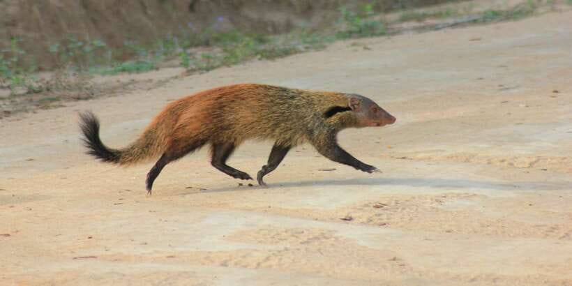 From: Ahungalla/Ambalangoda/Kosgoda/Balapitiya - YALA Safari - Second drive and the kind of animal diversity Yala is known for