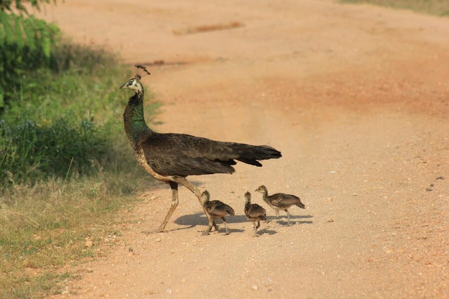 From: Ahungalla/Ambalangoda/Kosgoda/Balapitiya - YALA Safari - Eco-friendly operations and why it should matter to you