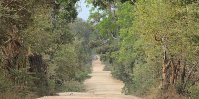 From: Ahungalla/Ambalangoda/Kosgoda/Balapitiya - YALA Safari - Who should book this Yala safari (and who should skip it)