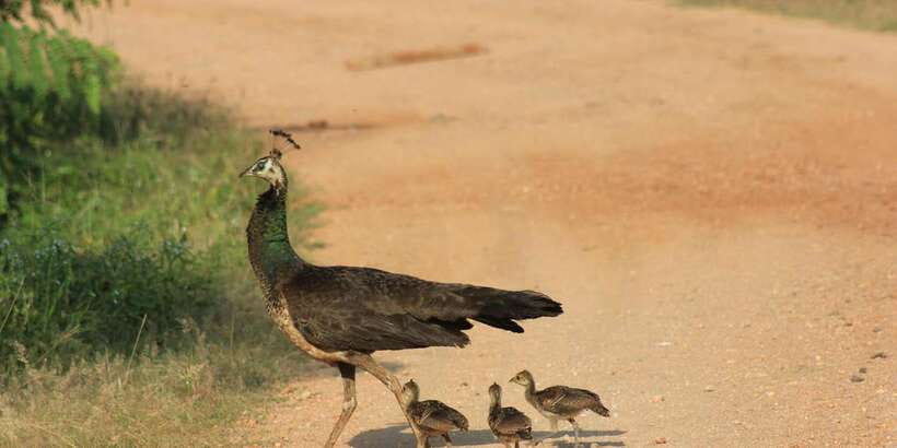 From: Ahungalla/Ambalangoda/Kosgoda/Balapitiya - YALA Safari - Pickup at 2.30 a.m. or 3.00 a.m.: shared rides and early starts