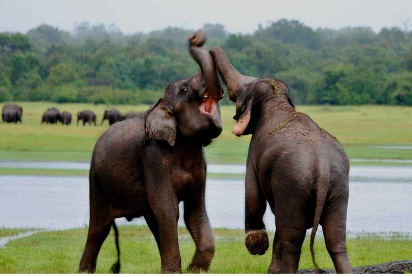 From Anuradhapura: All Inclusive Full Day Safari at Wilpattu - Key moments that make this safari feel worth it
