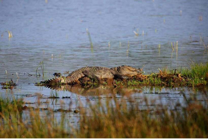 From Anuradhapura: All Inclusive Full Day Safari at Wilpattu - Why Wilpattu’s willus and size matter on a full-day safari