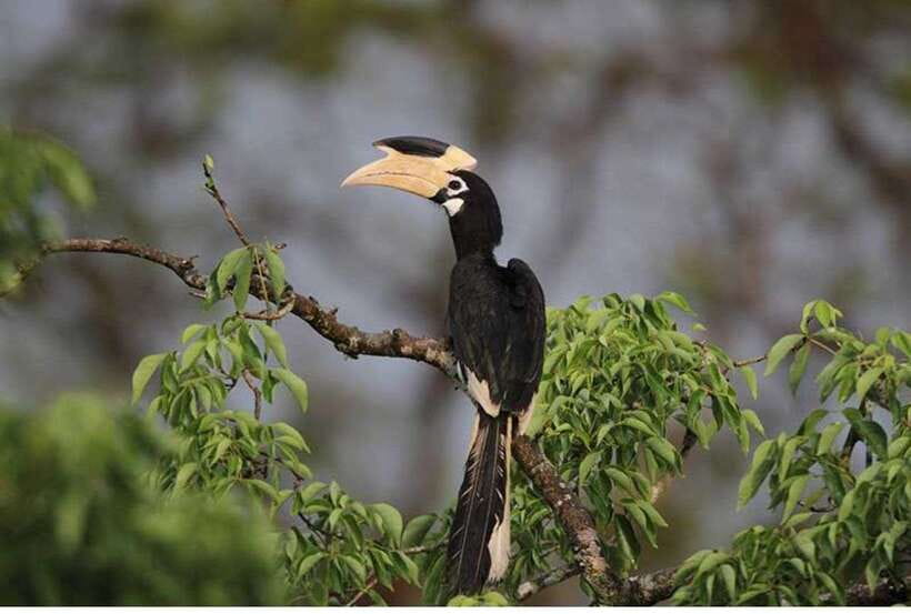 From Anuradhapura: All Inclusive Full Day Safari at Wilpattu - Safari jeeps, spotting strategy, and how guides shape your odds