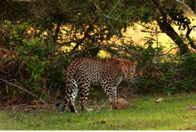 From Anuradhapura: All Inclusive Full Day Safari at Wilpattu - Wildlife you can realistically hope to see in Wilpattu