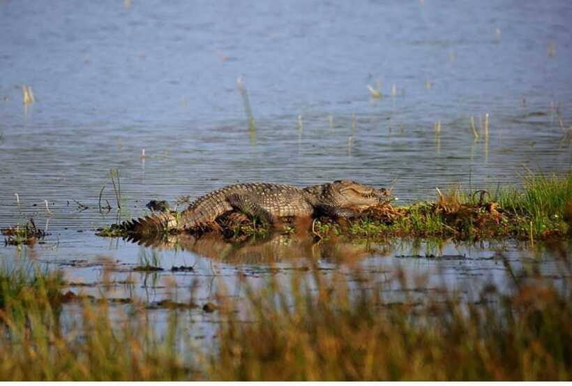 From Anuradhapura: All Inclusive Full Day Safari at Wilpattu - Where this private safari fits best, and where it may not