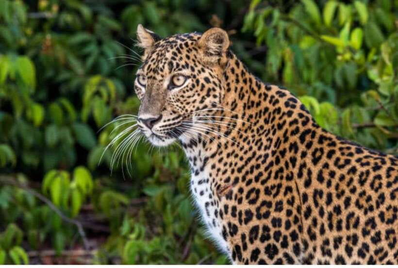 From Anuradhapura: All Inclusive Full Day Safari at Wilpattu - The day’s timeline from 5am pickup to 5pm return