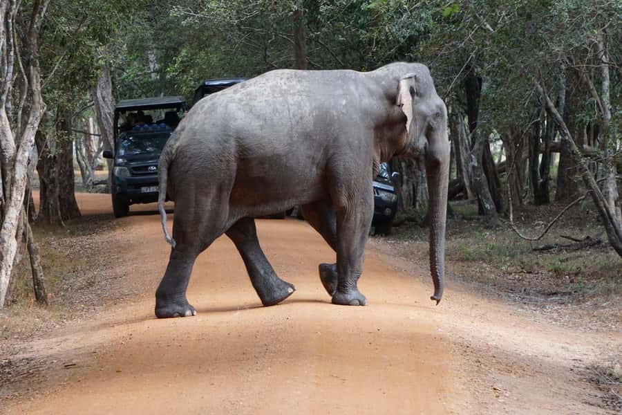 From Anuradhapura:Wilpattu Full-Day Wildlife Safari. - Key highlights you will feel right away