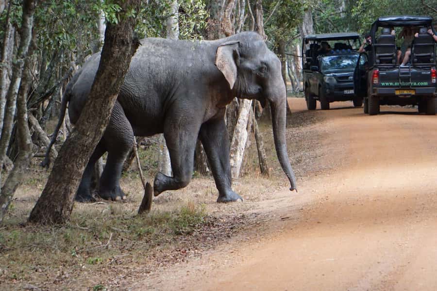 From Anuradhapura:Wilpattu Full-Day Wildlife Safari. - Should you book the Wilpattu full-day wildlife safari from Anuradhapura?