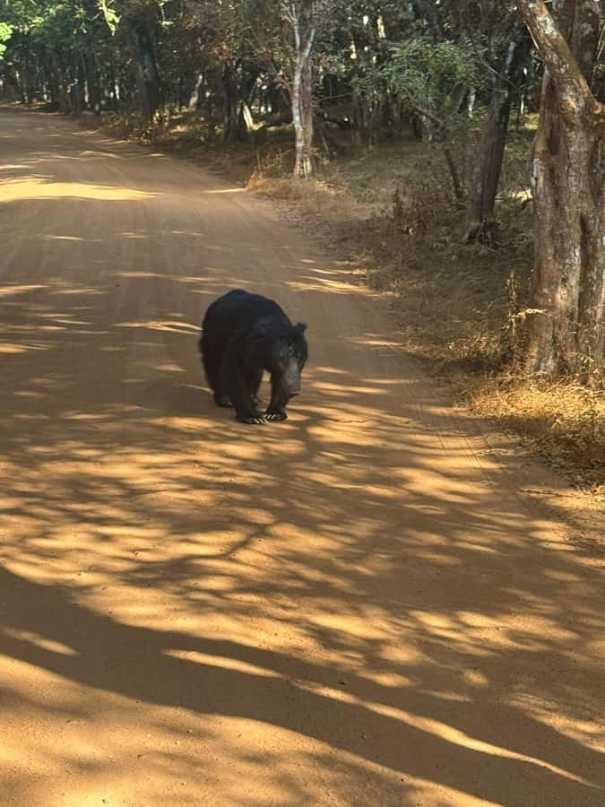 From Anuradhapura:Wilpattu Full-Day Wildlife Safari. - From your hotel to Wilpattu gates: pickup that sets the tone