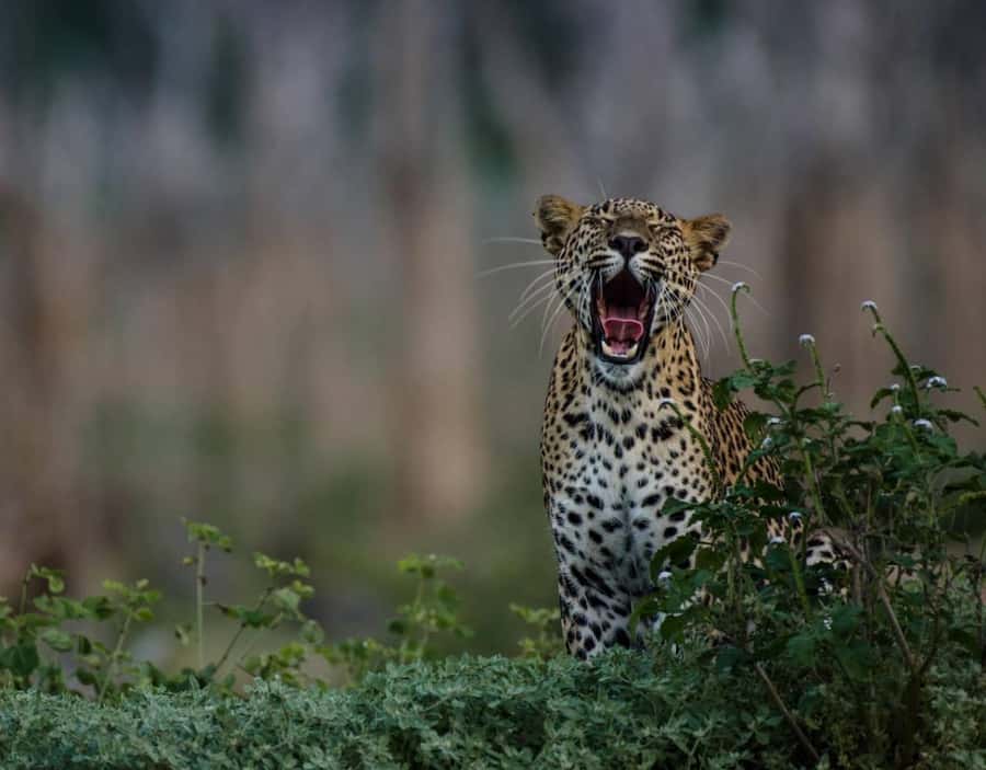 From Anuradhapura:Wilpattu Full-Day Wildlife Safari. - What you need to budget: $121 plus the park entrance fee