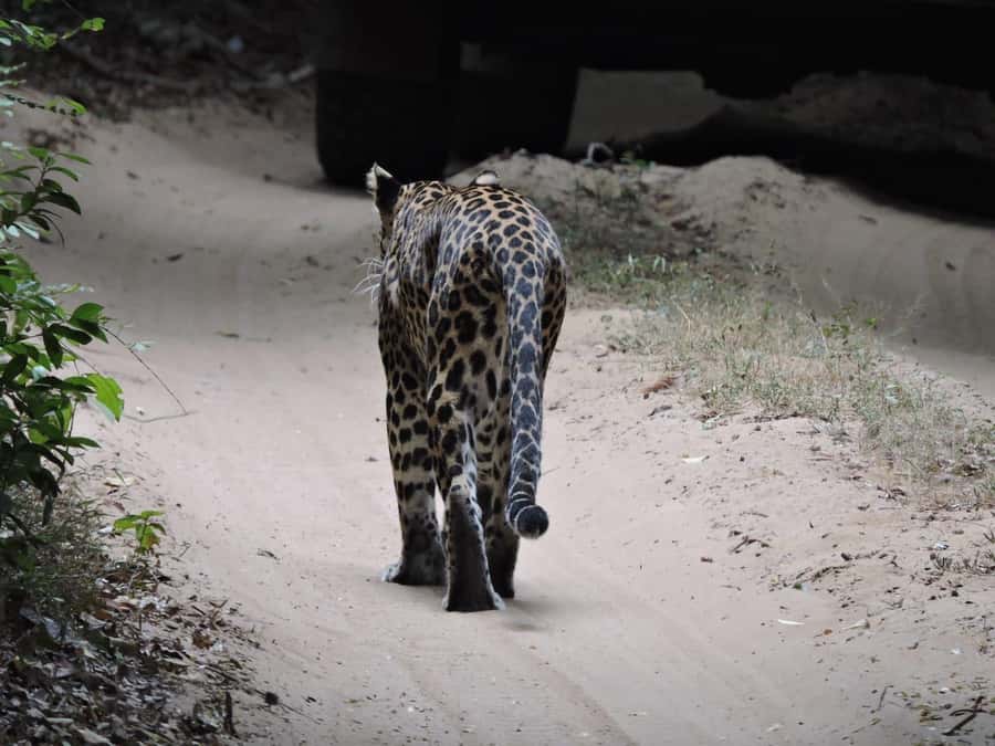 From Anuradhapura:Wilpattu Full-Day Wildlife Safari. - What to bring for a long, bright safari day