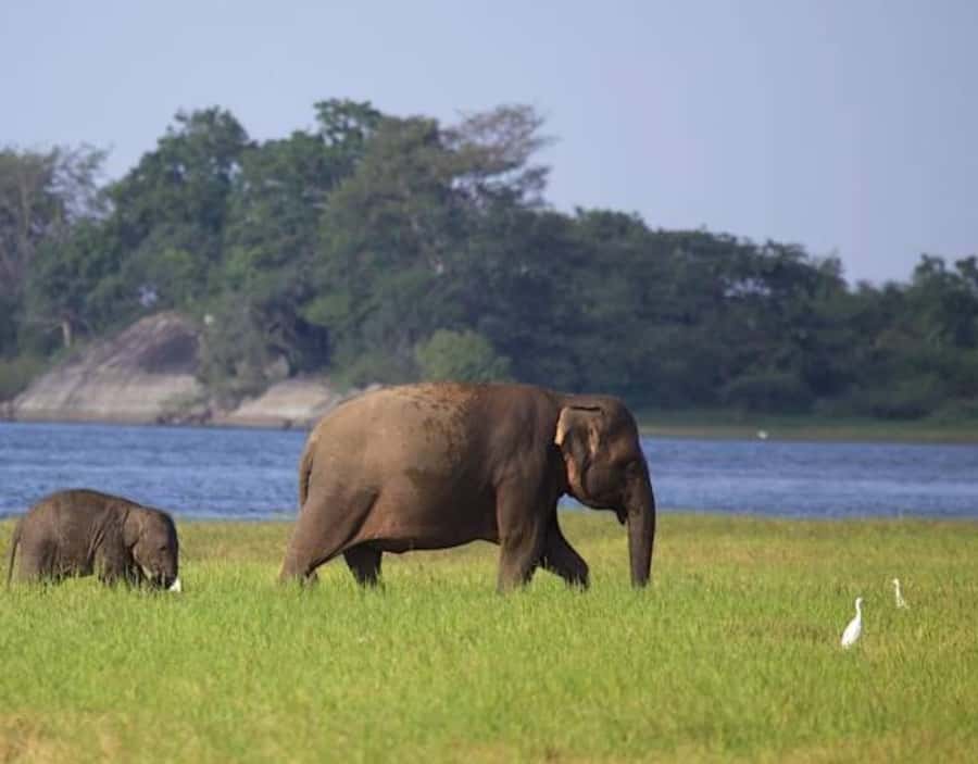 From Anuradhapura:Wilpattu Full-Day Wildlife Safari. - Comfort and safety reality check: who should pass