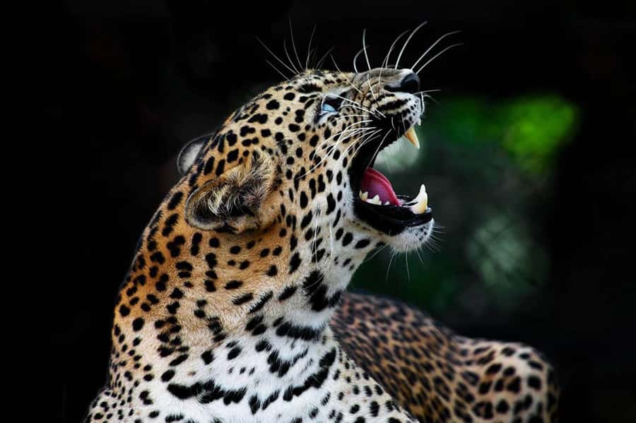 From Anuradhapura:Wilpattu Full-Day Wildlife Safari. - Where the best value shows up: smooth transport, snacks, and real effort