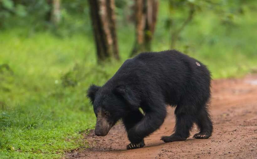 From Anuradhapura: Wilpattu National Park Half-Day Safari - Key Things I’d Focus On