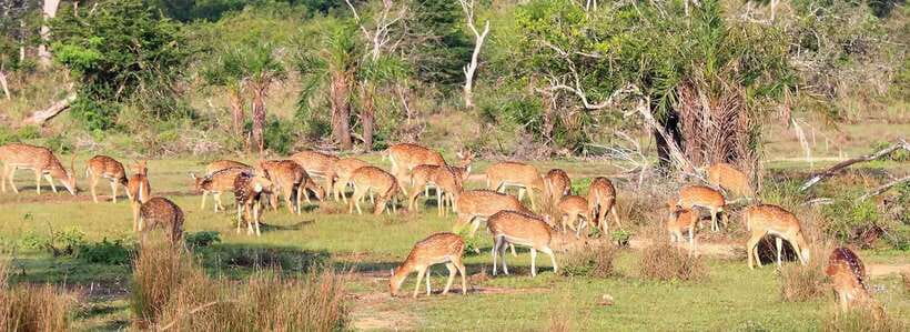 From Anuradhapura: Wilpattu National Park Half-Day Safari - From Anuradhapura to Wilpattu: The Day’s Pace