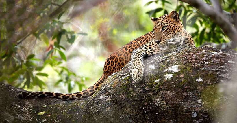 From Anuradhapura: Wilpattu National Park Half-Day Safari - What the Guide Adds: Ecology Talk That Helps You Spot More