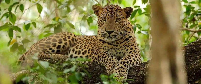 From Anuradhapura: Wilpattu National Park Half-Day Safari - Landscapes You’ll Ride Through: Lakes, Scrubland, and Forest Edges