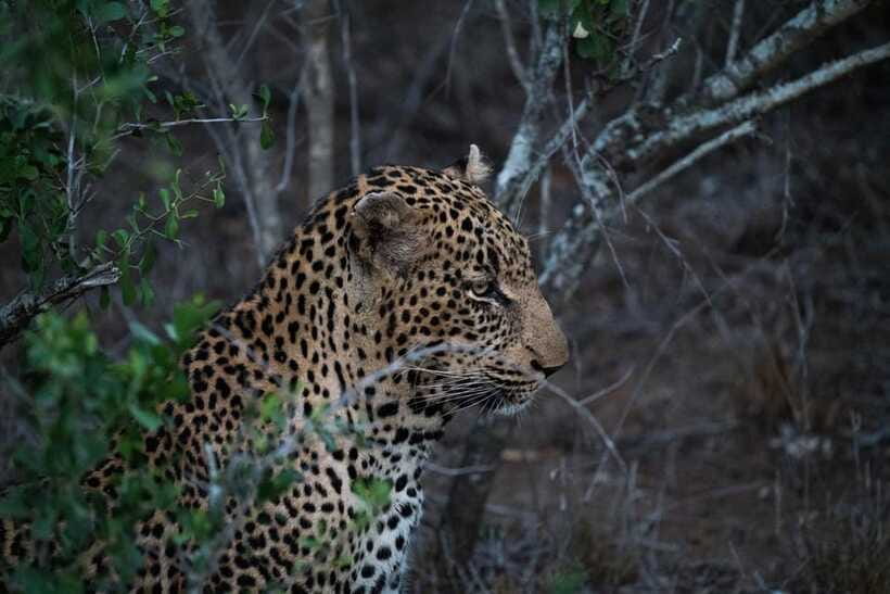 From Anuradhapura: Wilpattu National Park Half-Day Safari - Included vs Not Included: Budgeting the True Cost