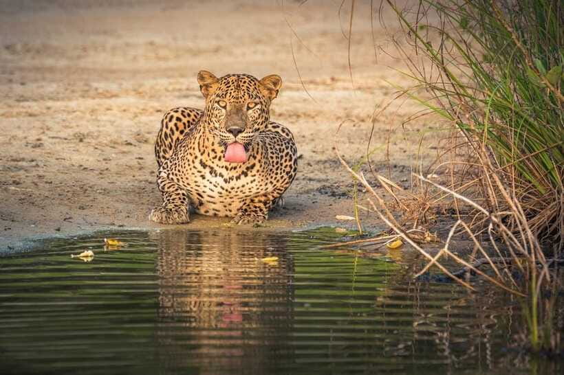 From Anuradhapura: Wilpattu National Park Half-Day Safari - Timing and Group Setup: Private Group, Real-World Variability
