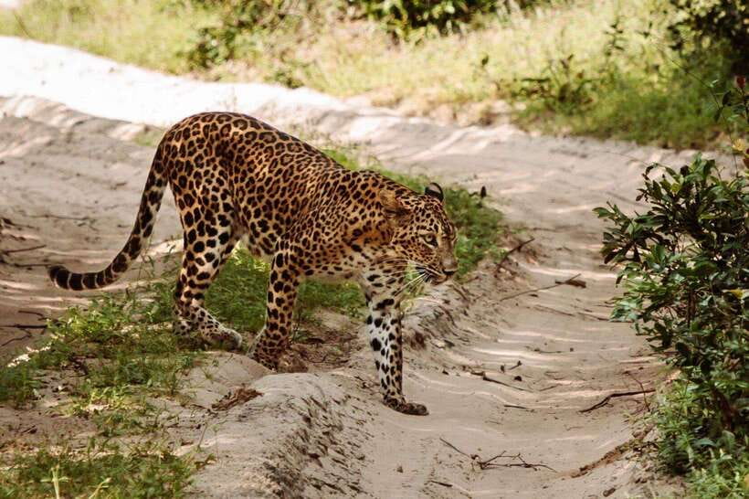 From Anuradhapura: Wilpattu National Park Half-Day Safari - What to Bring (So the Safari Feels Easy)