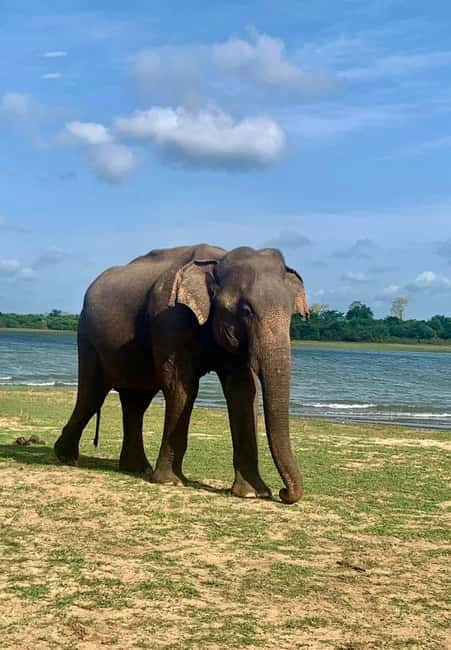 From Anuradhapura: Wilpattu National park Safari - Wilpattu from Anuradhapura: how the day is paced