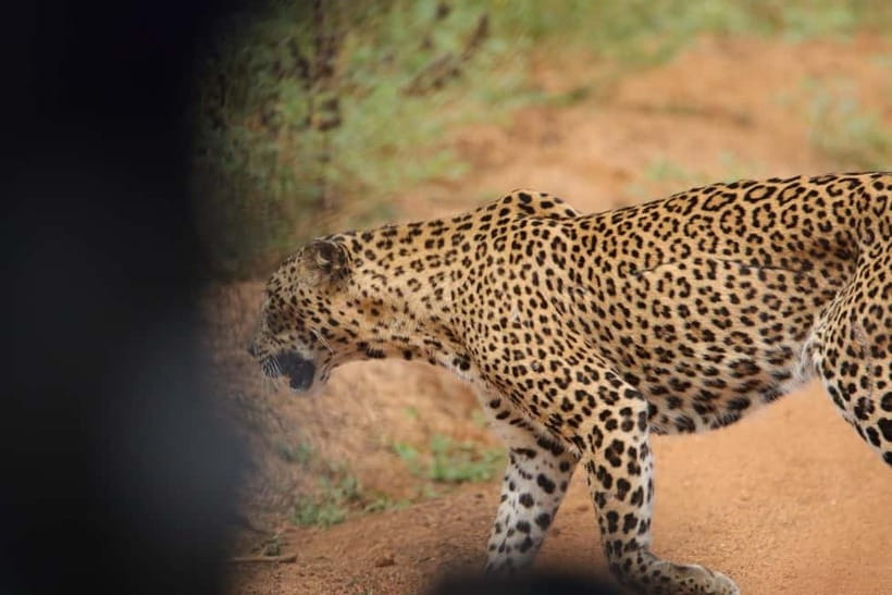 From Anuradhapura: Wilpattu National park Safari - Your wildlife targets in Wilpattu: what to actually look for