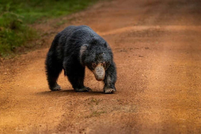 From Anuradhapura: Wilpattu National park Safari - Lakes, forest, grassland, and the best times to search