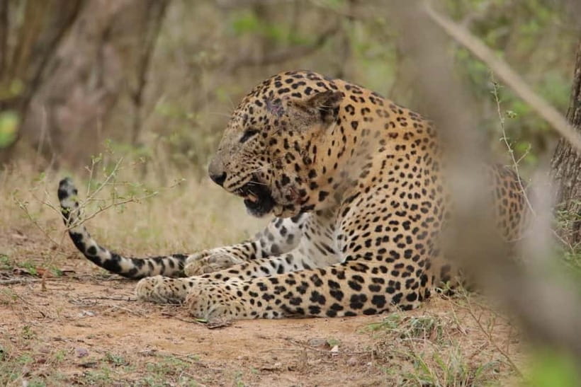 From Anuradhapura: Wilpattu National park Safari - Guided safari search: how much the guide changes your day