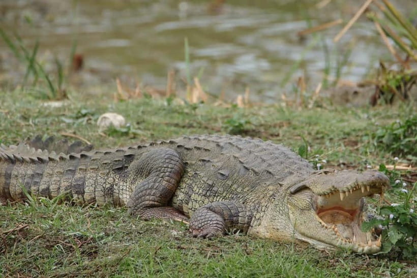 From Anuradhapura: Wilpattu National park Safari - Hotel pickup and transport: simple, but watch the clock