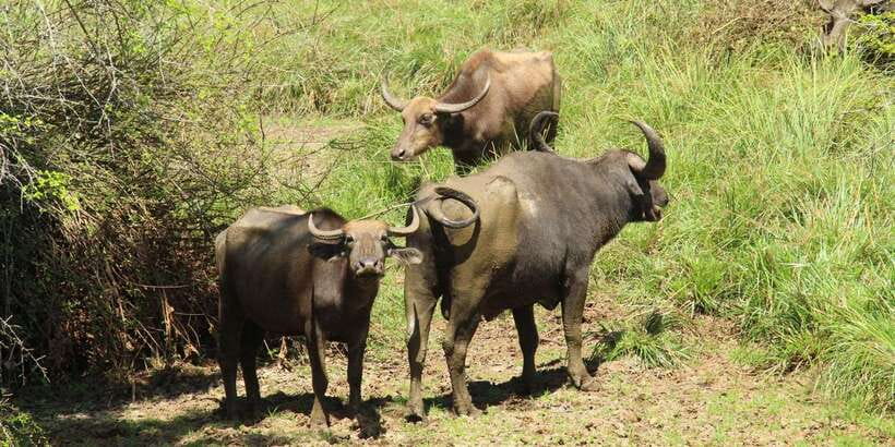 From Arugambay : Yala National Park Safari & Dropoff in Ella - Who this Yala safari with Ella drop-off is best for