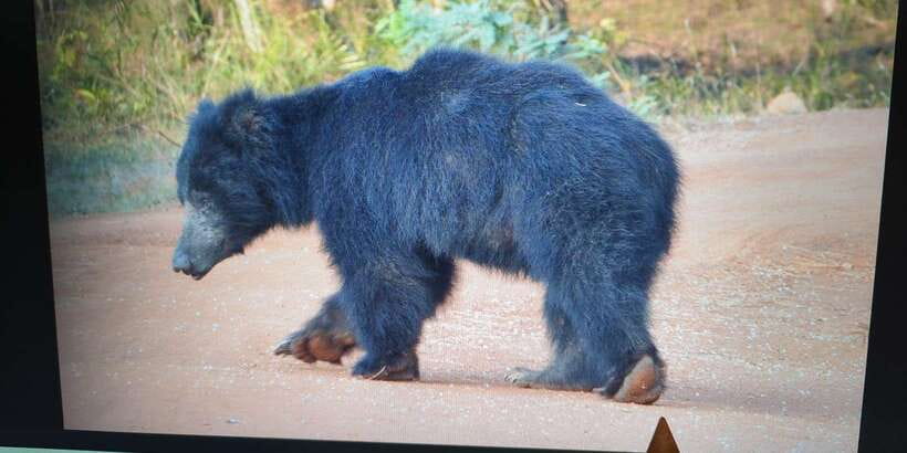From Arugambay : Yala National Park Safari & Dropoff in Ella - From Arugambay to Yala, with the day ending in Ella