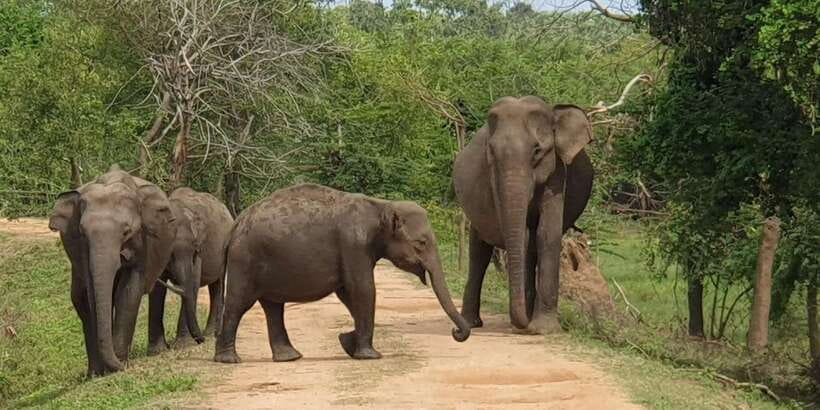 From Arugambay : Yala National Park Safari & Dropoff in Ella - Inside Yala: what the safari time is built to find