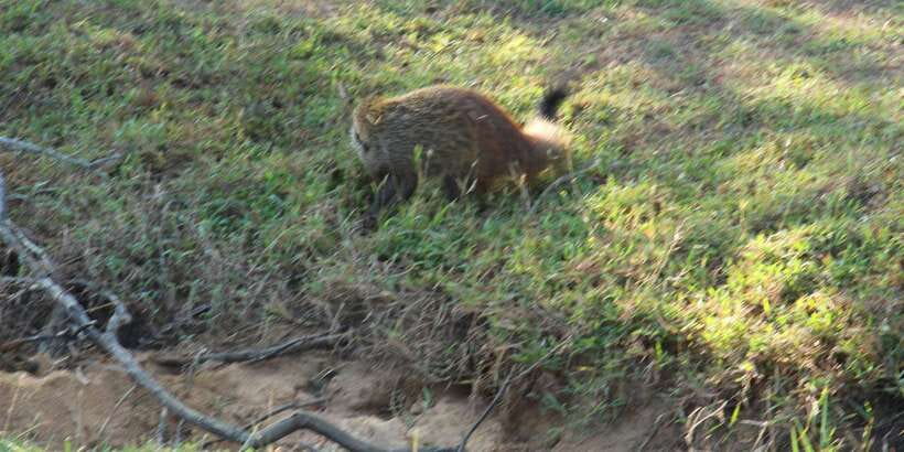 From Arugambay : Yala National Park Safari & Dropoff in Ella - Leopards, elephants, sloth bears, and birds: the real spotting mindset