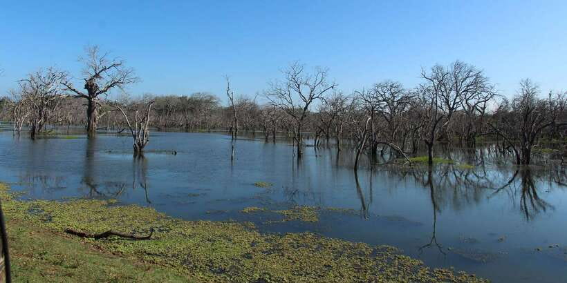 From Arugambay : Yala National Park Safari & Dropoff in Ella - Itinerary walk-through: pickup, 4 hours in Yala, then Ella