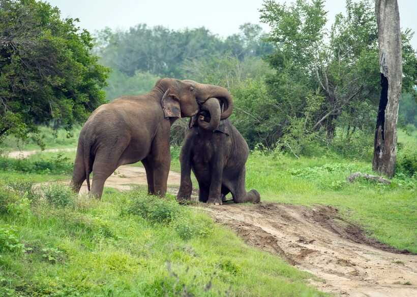 From Bentota: Elephant Transit Camp and Udawalawe Safari - Key Moments That Make This Day Worth It