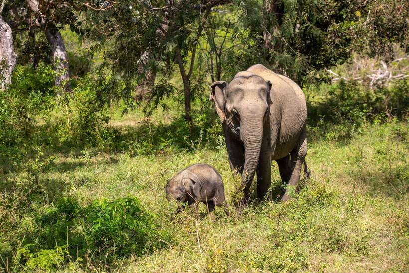 From Bentota: Elephant Transit Camp and Udawalawe Safari - Udawalawe National Park Safari From Bentota, Built for Real Animal Encounters