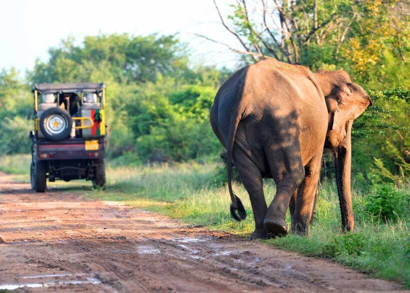 From Bentota: Elephant Transit Camp and Udawalawe Safari - Who This Tour Fits Best (and Who Should Skip It)