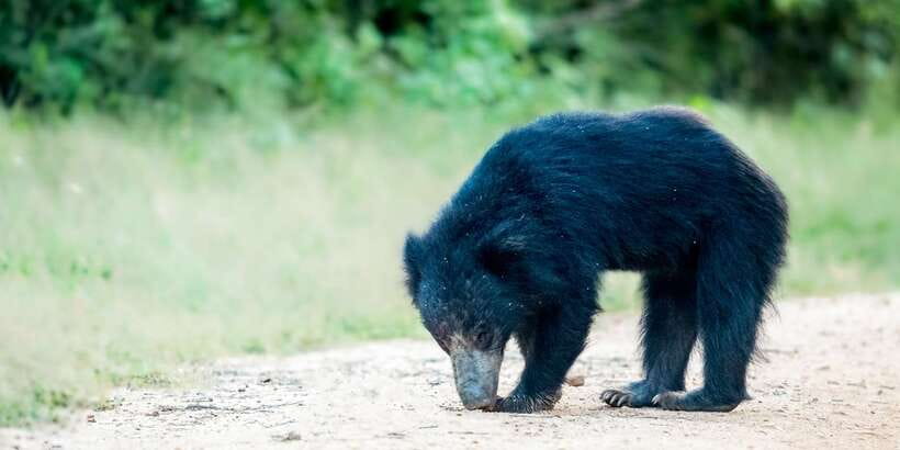 From Bentota: Full-Day Yala National Park Safari Tour - Key things I’d watch for on this Yala safari