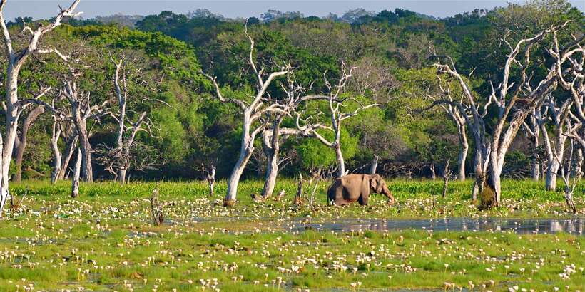 From Bentota: Full-Day Yala National Park Safari Tour - Who this Bentota to Yala safari suits best