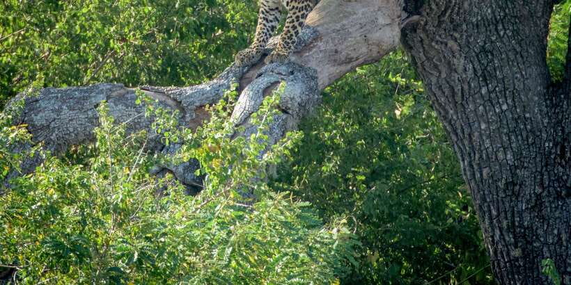 From Bentota: Full-Day Yala National Park Safari Tour - Bentota to Yala: the drive that shapes your day
