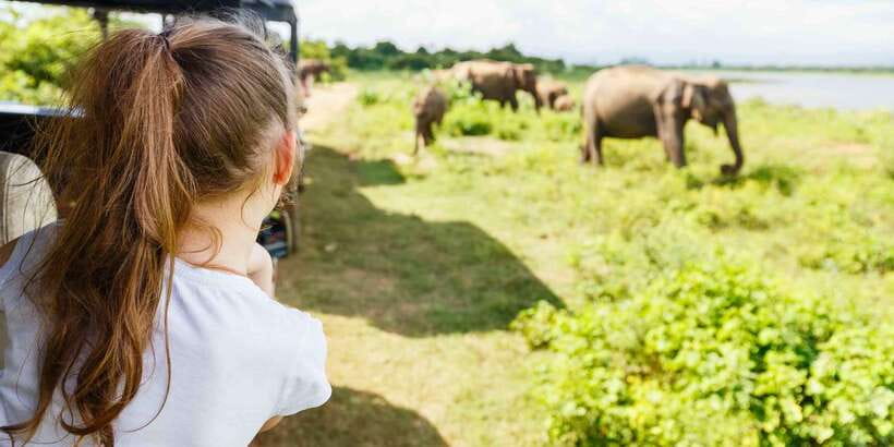 From Bentota: Full-Day Yala National Park Safari Tour - Birds, peacocks, and why water holes matter
