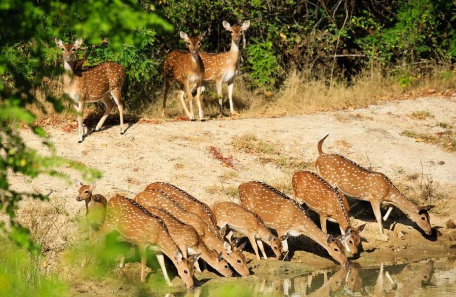 From Bentota: Full-Day Yala National Park Safari Tour - Time inside the park: what the 4 hours feels like