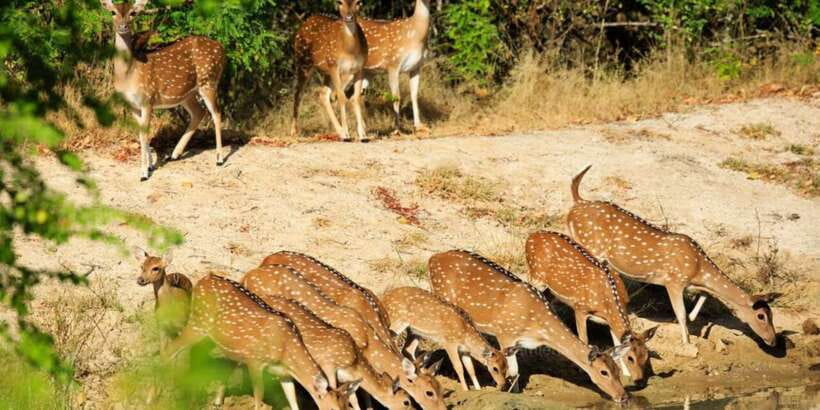 From Bentota: Full-Day Yala National Park Safari Tour - What about lunch, comfort, and rules on the ground?