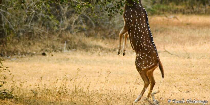 From Bentota: Full-Day Yala National Park Safari Tour - The small details that can make or break your safari