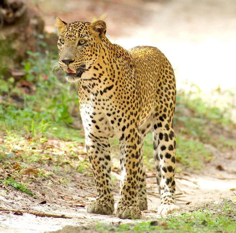 From Bentota - Yala National Park Full Day Safari Tour - Why Yala feels like a true wildlife day, not a quick drive-by