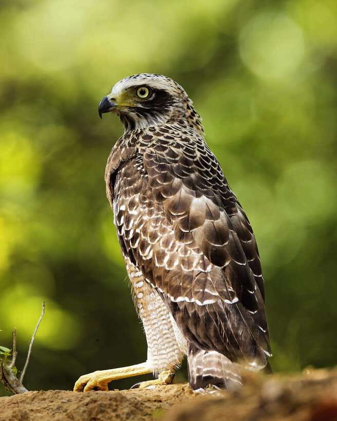 From Bentota - Yala National Park Full Day Safari Tour - Should you book this Bentota to Yala full-day safari?