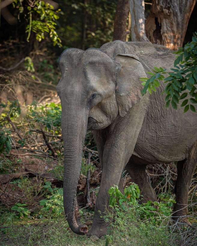 From Bentota - Yala National Park Full Day Safari Tour - Meals, breaks, and the reality of basic park toilets