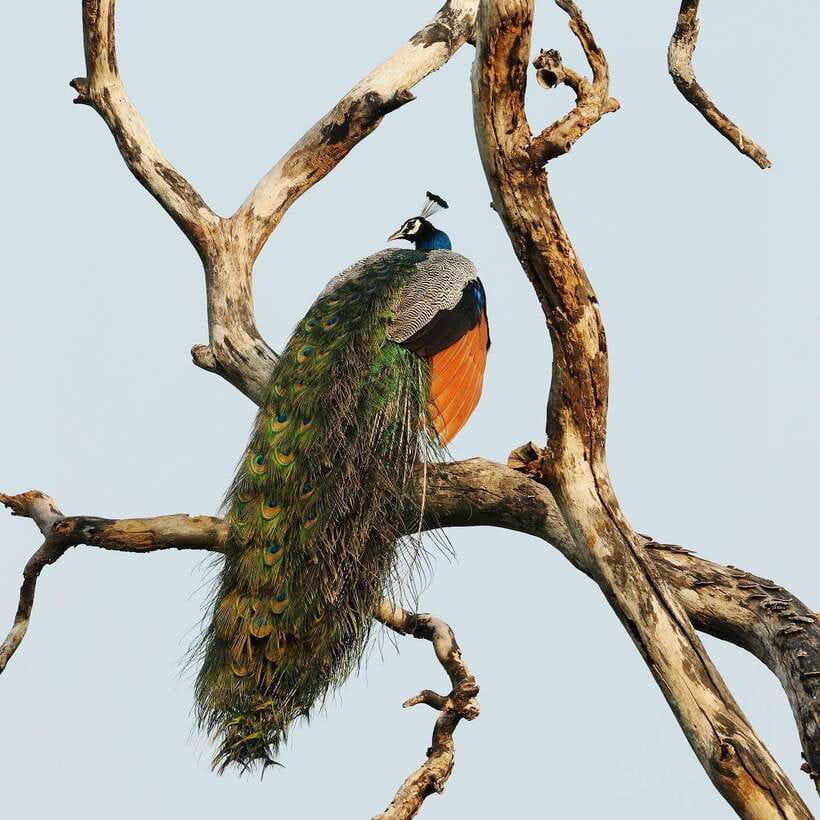 From Bentota - Yala National Park Full Day Safari Tour - Who this safari suits best (and who might want a different plan)